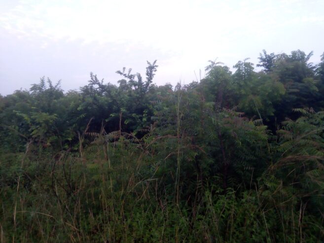 Farm land for sale at Adeiso