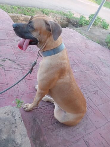 Female boerboel from Belgium