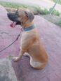 Female boerboel from Belgium