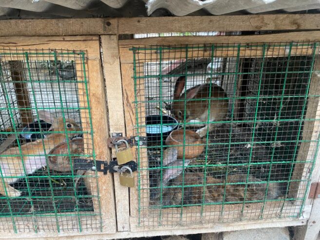 Mosaictus Rabbit For Sale