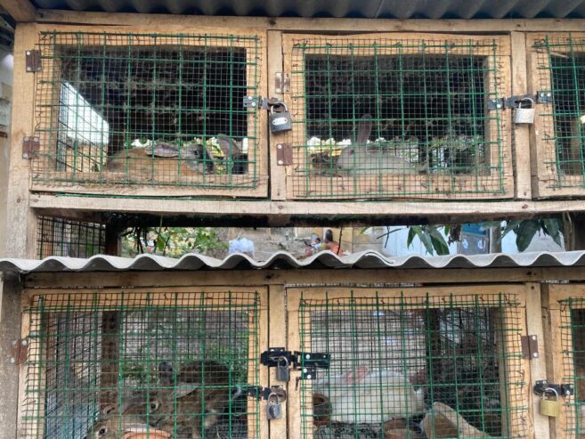 Mosaictus Rabbit For Sale