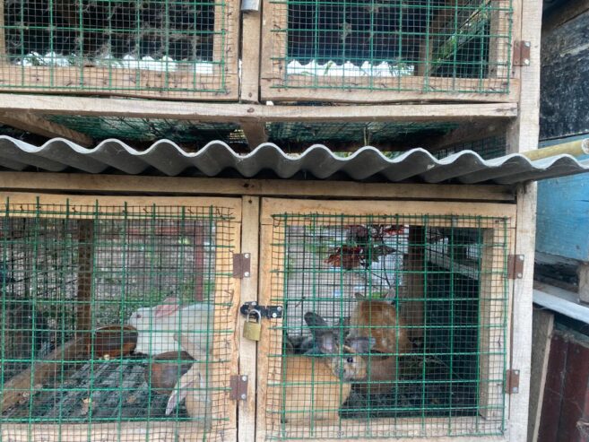 Mosaictus Rabbit For Sale