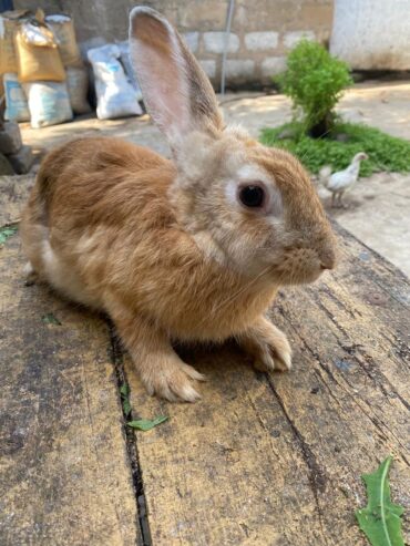 Mosaictus Rabbit For Sale