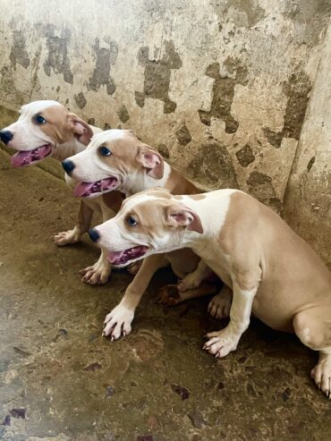 American pit bull terrier purebred